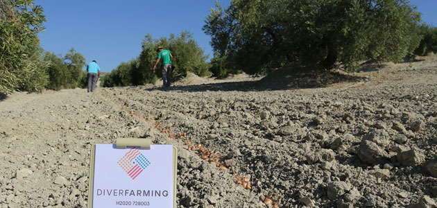La gran labor de la comunidad agrícola permite que el proyecto Diverfarming continúe con sus ensayos