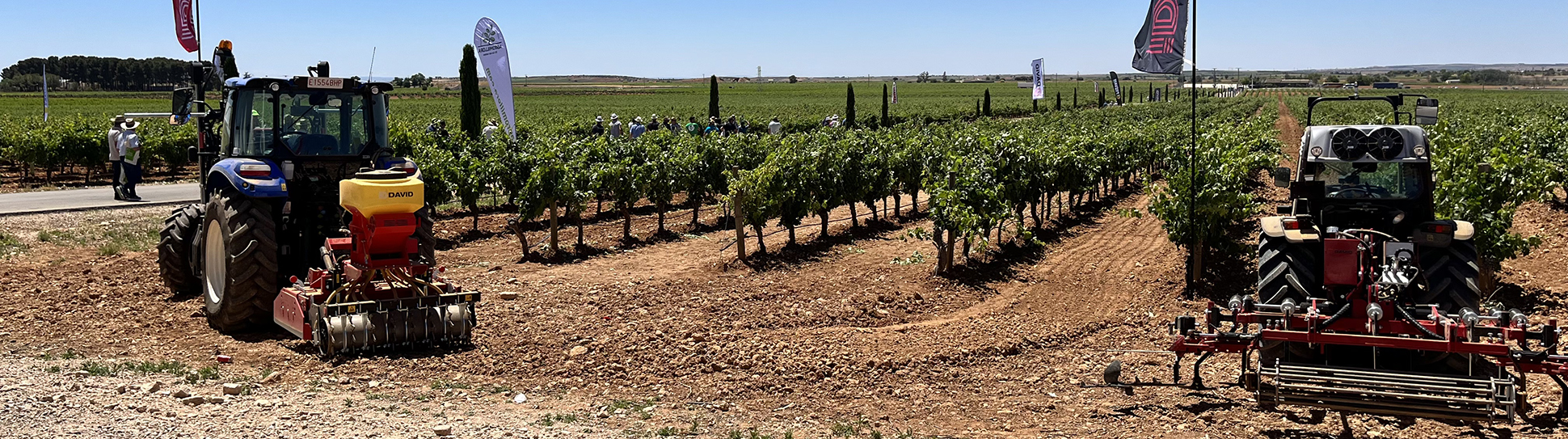 Pruning, in-row weeding, pruning and sowing in Demoviña