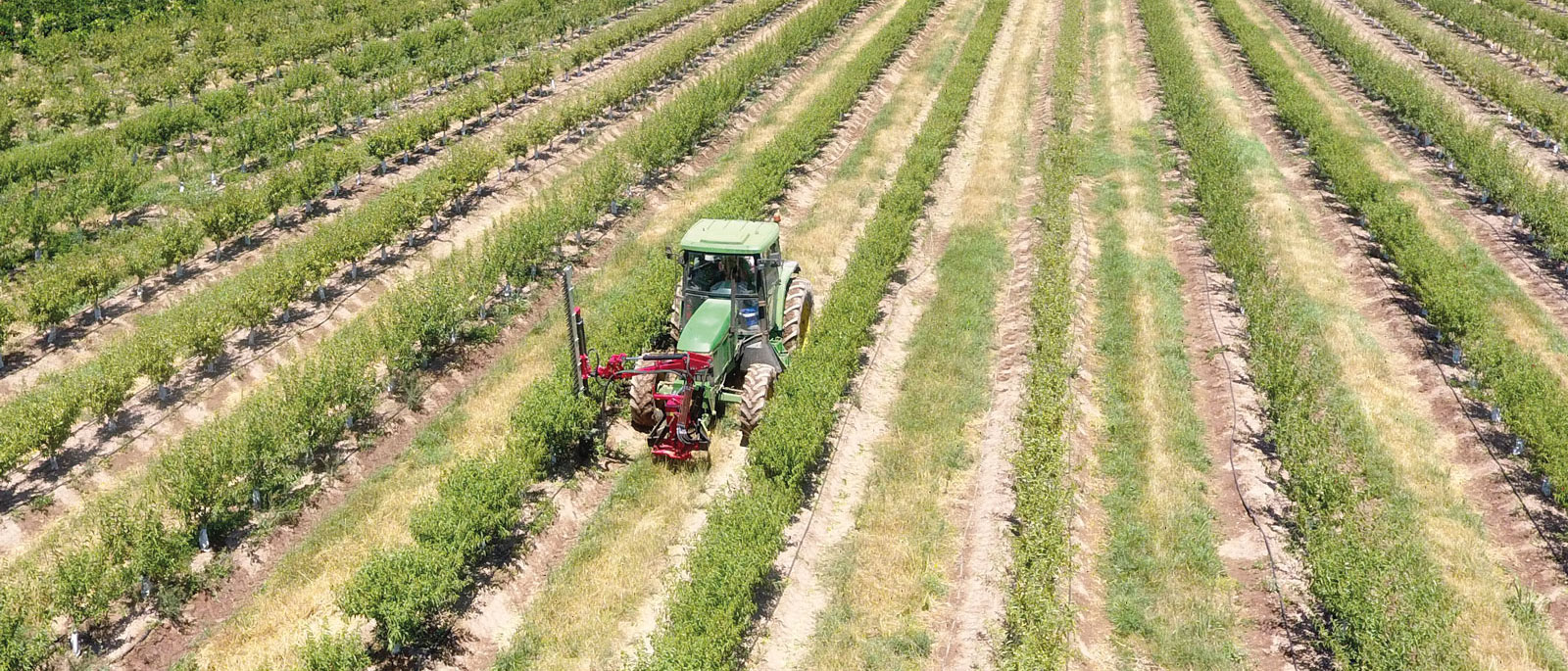 Técnicas y beneficios de poda en verde en almendro superintensivo