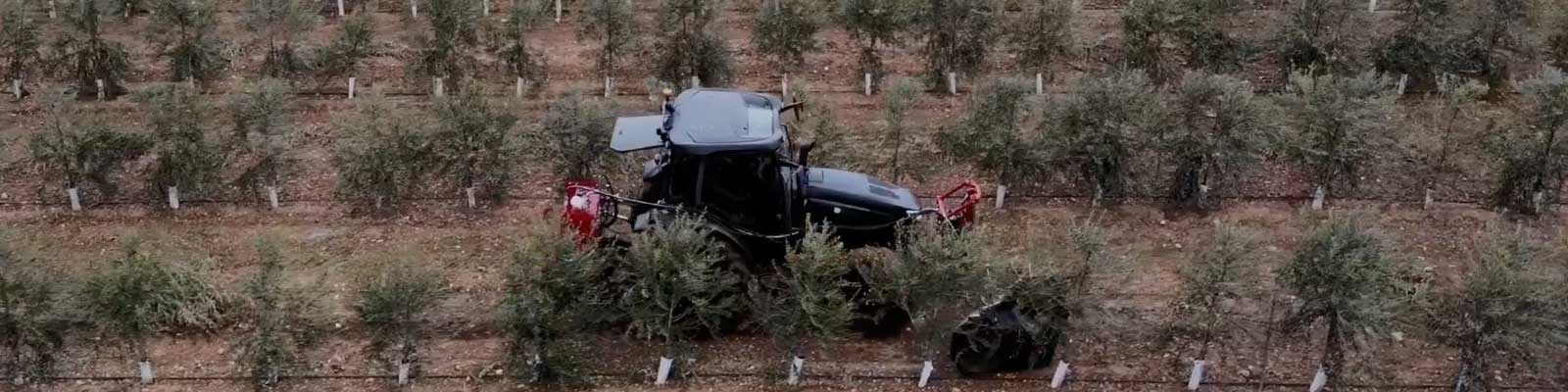 La importancia de la poda de bajos en el olivar en seto